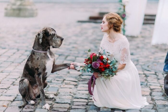 Hochzeit mit Hund: So feiert ihr gemeinsam den großen Tag