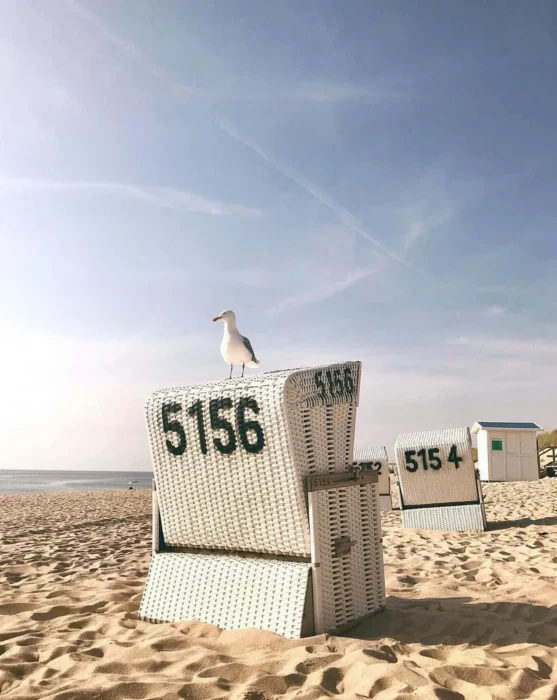 Strandkorb mit Möwe an einem sonnigen Sandstrand